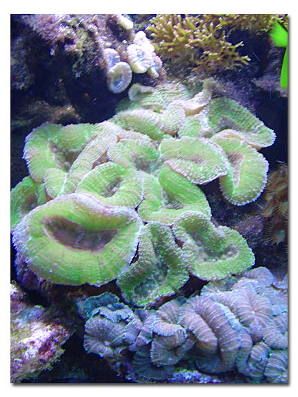 Lobophillia