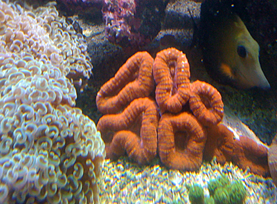 Lobophyllia rouge