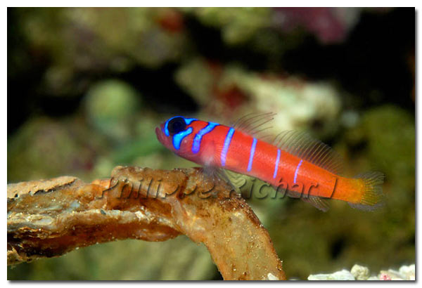 Lythrypnus dalli Catalina goby
