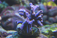 Montipora digitata violet