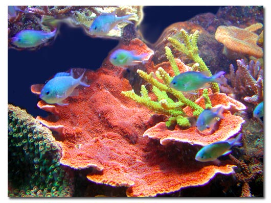 Montipora plateau rouge