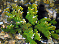 Montipora stellata green