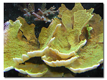 Montipora plateau vert