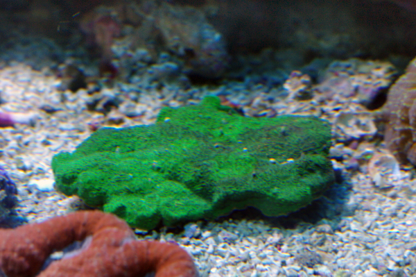 Pavona sp metallic green