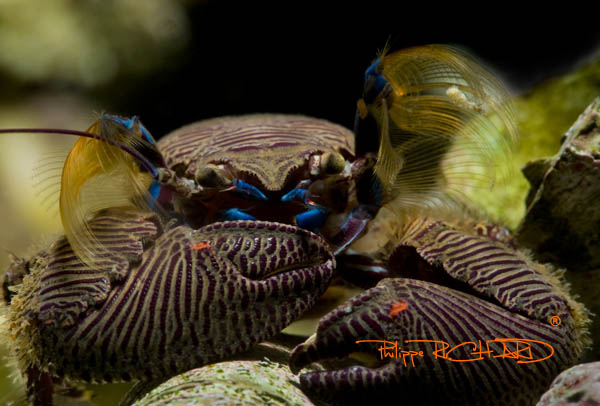 Porcellana sayana
