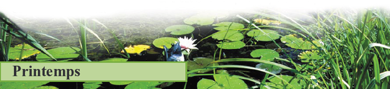 entretien printemps bassin