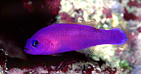 Pseudochromis porphyreus 