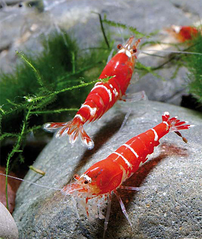 Craridina red crystal