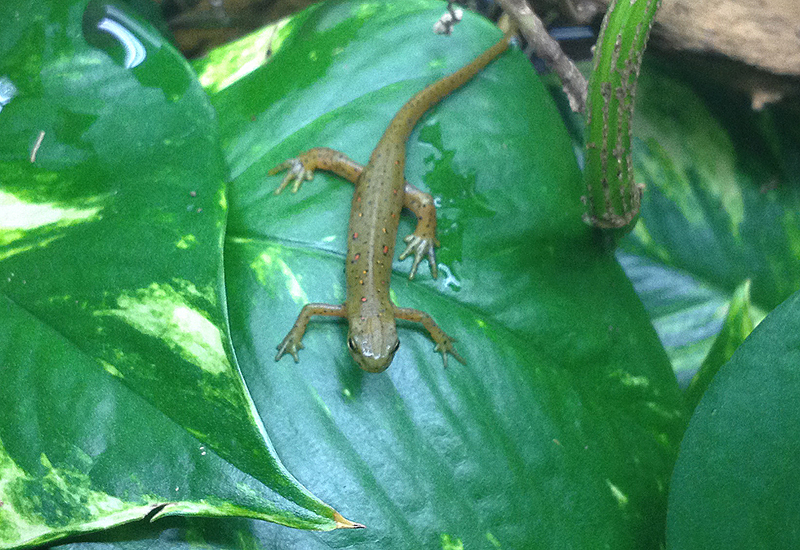 Salamandre Notophthalmus viridescens