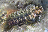 Salarias fasciatus