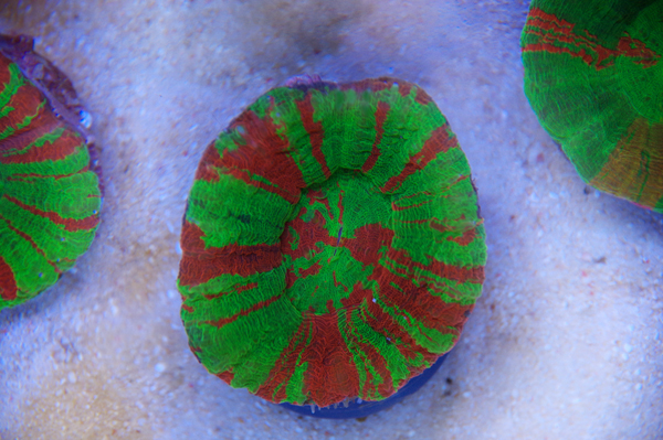 Scolymia