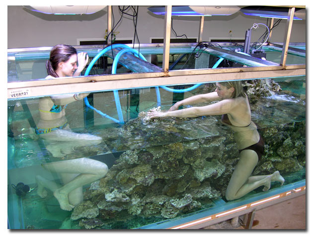 Construction du décor en roche vivante dans un aquarium de 8 tonnes