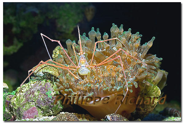 Stenorhynchus seticornis sont copain Bernard et l'Entacmea quadricolor
