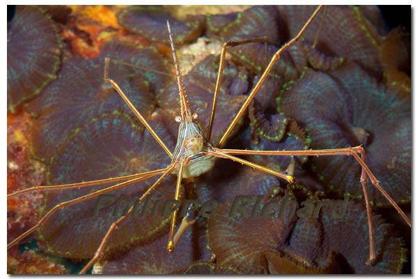 Stenorhynchus seticornis