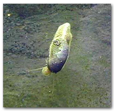 Stomatella petit escargot qui apparait naturellement dans les aquariums récifaux