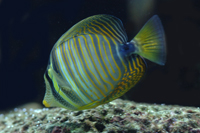 Zebrasoma desjardinii