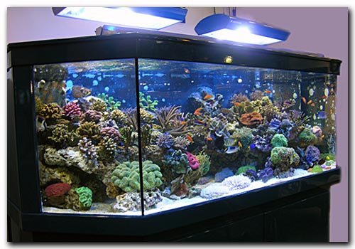 Sable vivant pour aquarium d'eau de mer