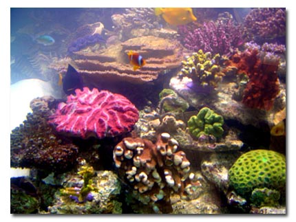 Aquarium et coraux en 2002 de la société SONY