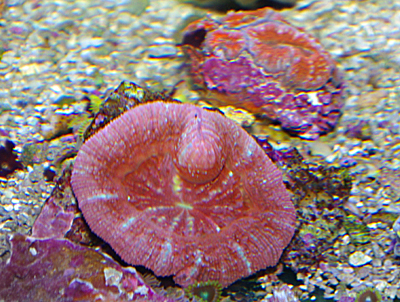 arrivage coraux australie abri sous roche