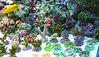 Arrivage coraux abri sous roche 30 septembre 2009