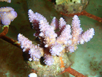 Acropora-cophodactyla-pink