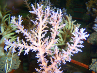 Acropora-fenner-pink