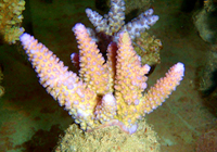 Acropora-gemmifera-pink