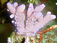 Acropora-humilis-pink