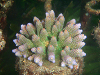 Acropora-millepora-purle-with-green-tentaccule-and-orange-tips