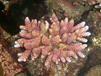 Acropora-millpora-red-with-blue-tips