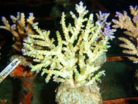 Acropora-plana-green-with-purple-tips