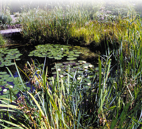Bassin de jardin