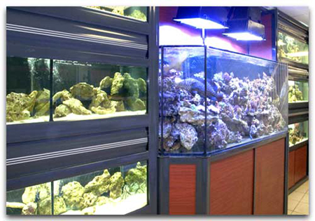 Premier bac à coraux en entrant dans le magasin, il contient les coraux mous.