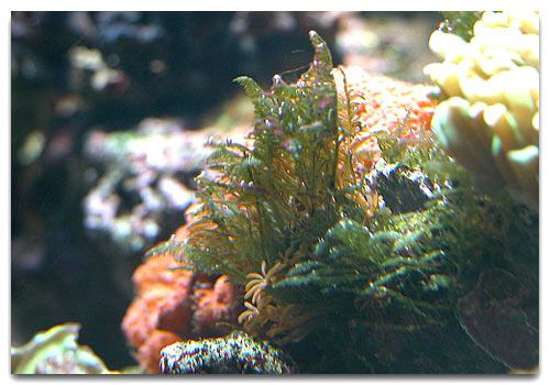 La bryopsis est une algue qui rencontre peu de prédateurs