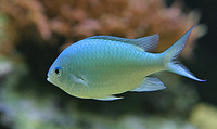 Chromis viridis