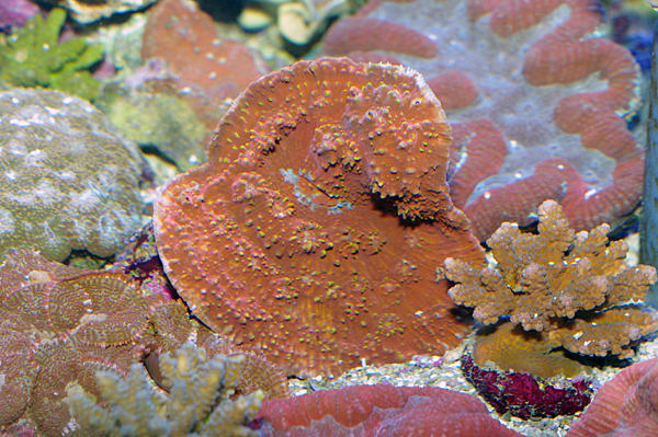 Echinophyllia sp rouge et vert