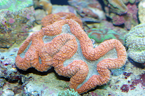 Lobophyllia hemprichii rouge extra Large