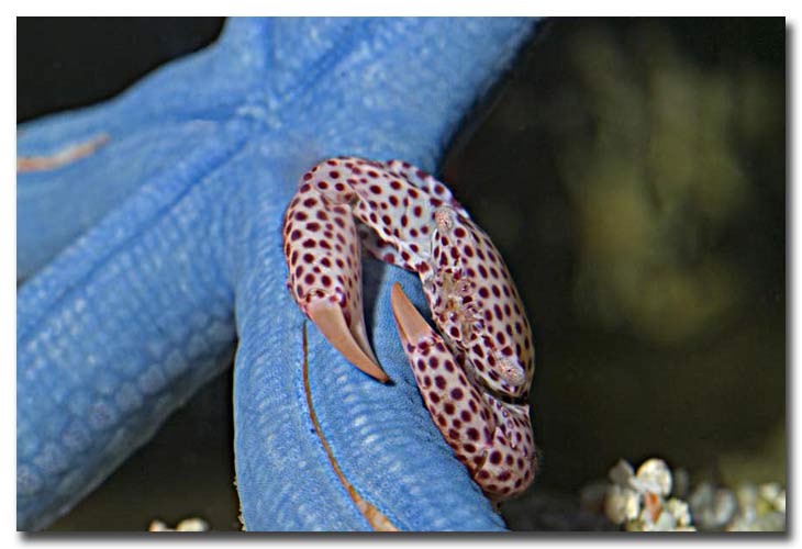 crabe blanc a poix rouges