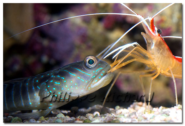 déparasitage d'un goby par lysmata amboinensis