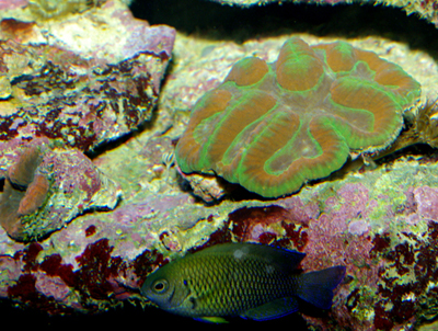 arrivages coraux Abri sous roche