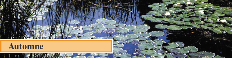 entretenir son bassin en automne