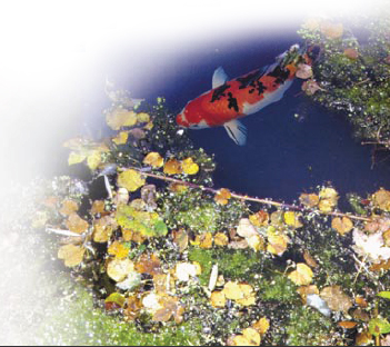 l'automne et les feuilles mortes tombent dans le bassin