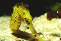 Hippocampe jaune