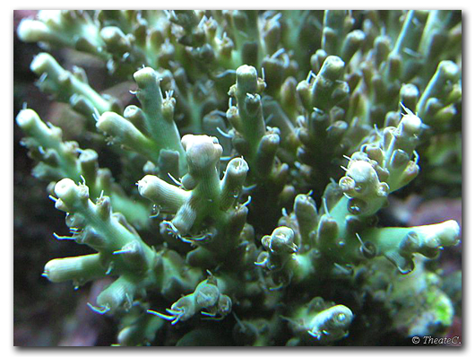 Les fins polypes sur un Agropora 