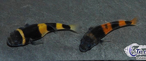 Brachygobius doriae couple