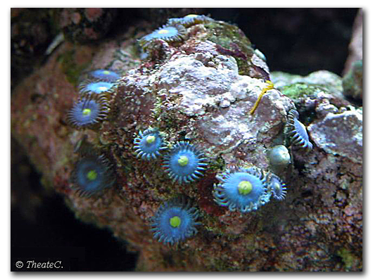 Les 24 polypes d'un superbe Zoanthus bleu sur roche vivante en aquarium