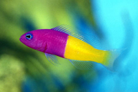Pseudochromis paccagnellae