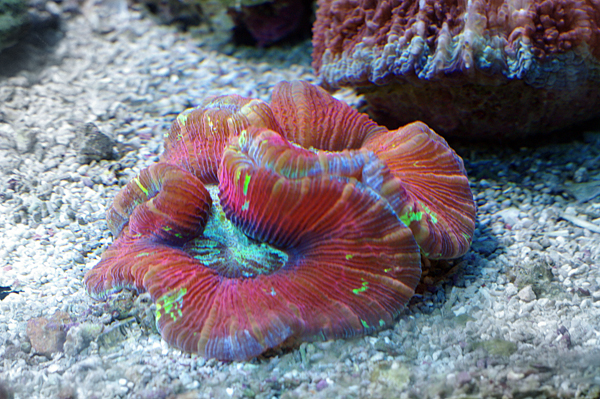 rachyphyllia geoffroyi rouge