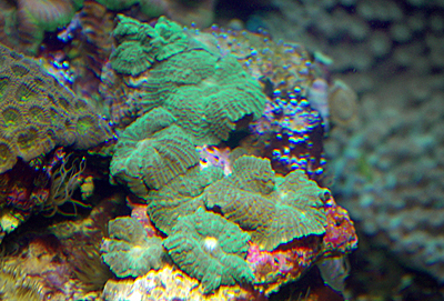 arrivage coraux australie abri sous roche