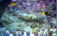 coraux LPS